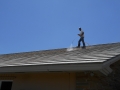 Our-anti-mold-spray-treatment-view-1-of-these-roof-concrete-flat-tiles-to-prevent-mold